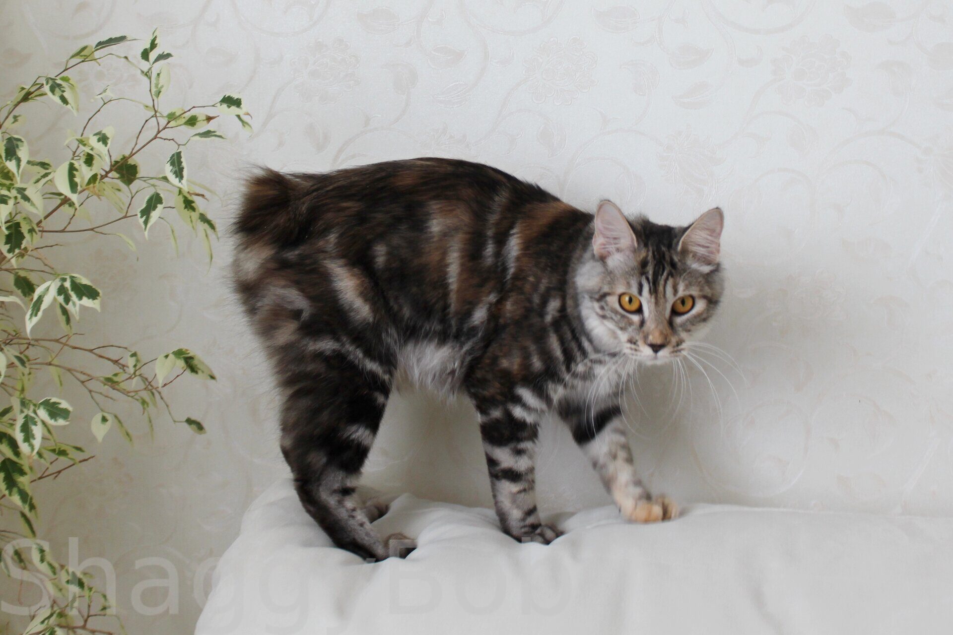 Бобтейл черный кот